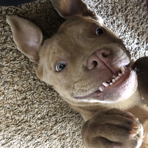 Fundraising Page: Miles DePetris PAC Alum